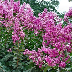 Crape Myrtle Enduring Fuchsia